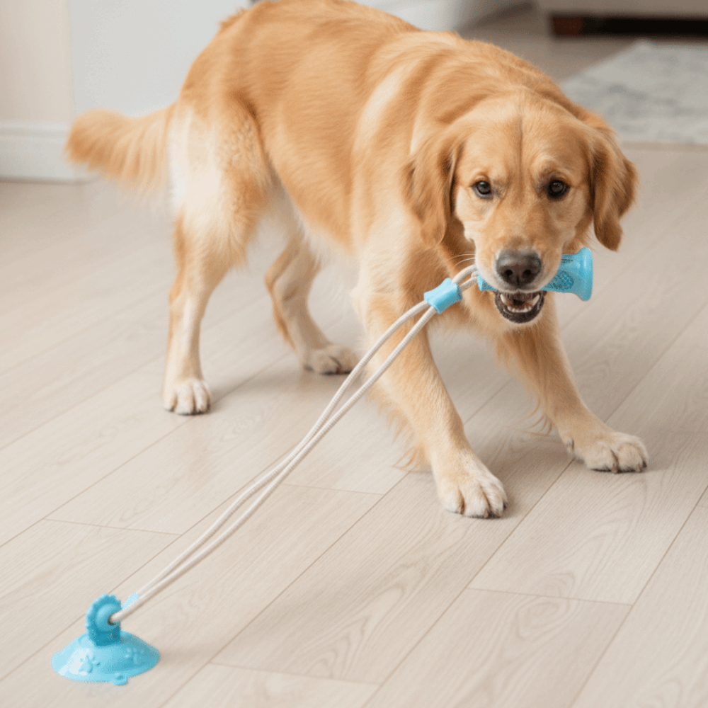Bijtbestendige hondenspeelgoed - Suction Cup Dog Tug Toy recensie en prijs