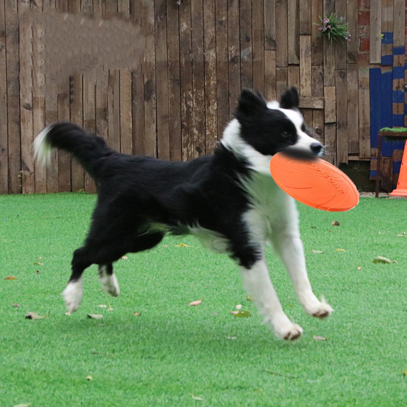 Interactief siliconen vliegend - Flying Disc Dog Training Toy recensie en prijs